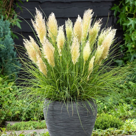 Herbe de la pampa Tiny - Bakker