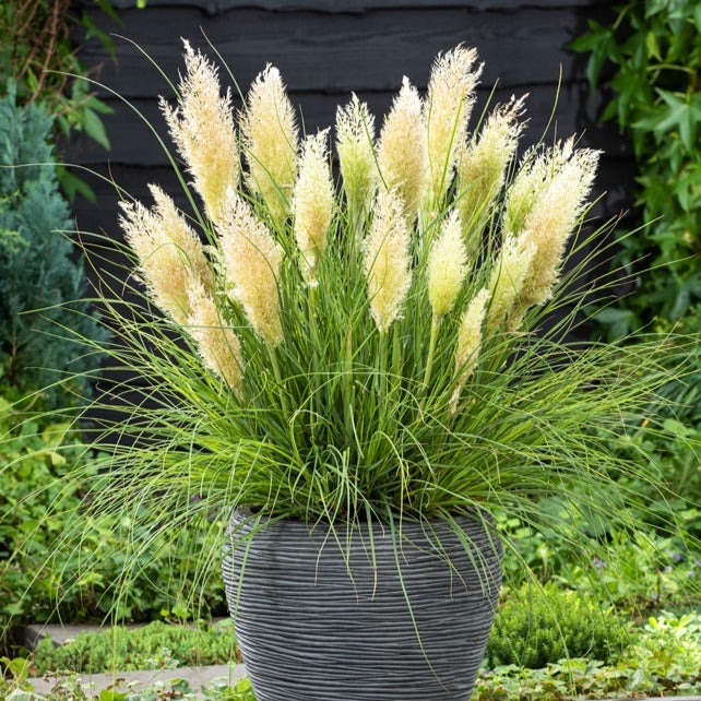 Herbe de la pampa Tiny - Bakker