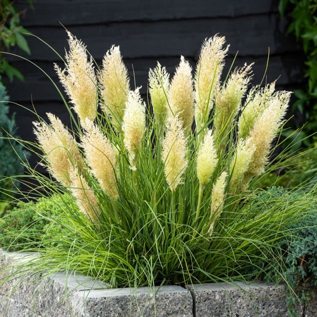 Cortaderia tiny pampa - Herbe de la pampa Tiny - Herbe de la pampa - Cortaderia