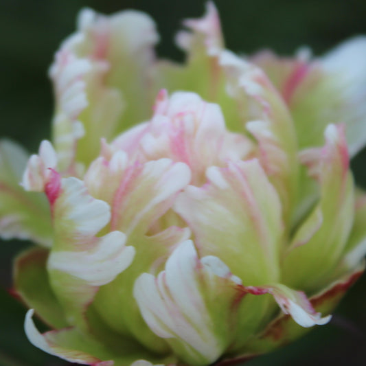 Pivoine lactiflora Green Lotus - Paeonia lactiflora 'green lotus' - Plantes d'extérieur