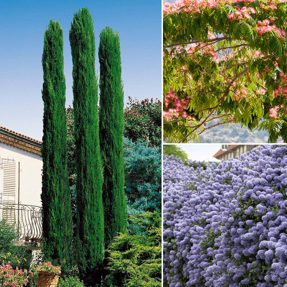 Collection de 3 arbustes : cyprès, céanothe, albizia - Bakker