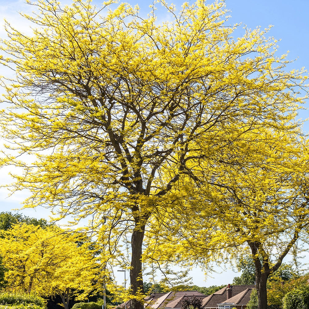 Févier d'Amérique Sunburst - Gleditsia triacanthos Sunburst - Bakker