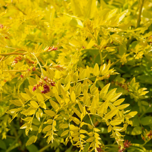Bakker - Févier d'Amérique Sunburst - Gleditsia triacanthos Sunburst - Arbustes et vivaces