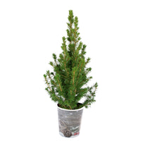 Petit sapin de Noël - Bakker