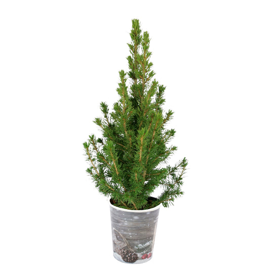 Petit sapin de Noël - Bakker
