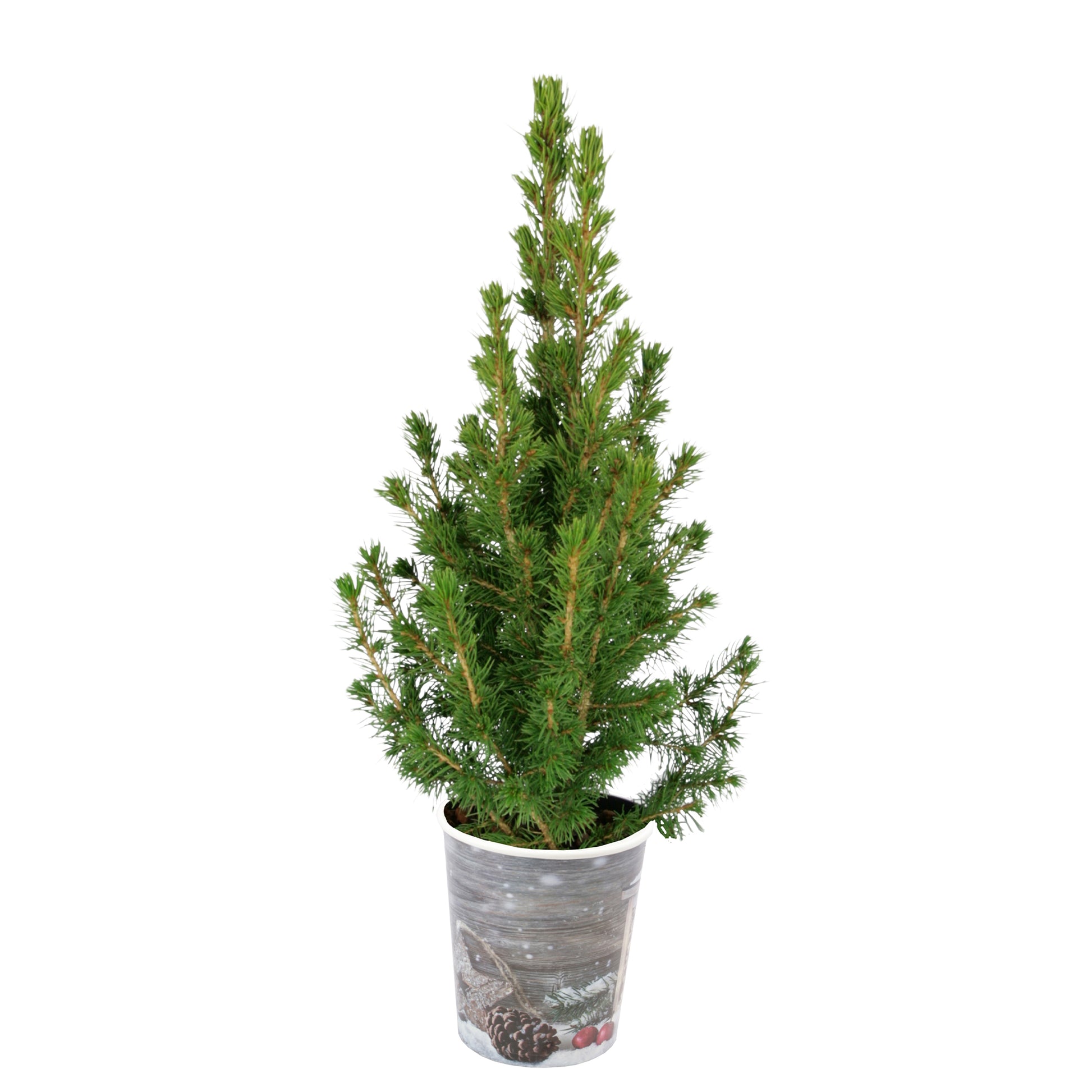 Bakker - Petit sapin de Noël - Picea conica - Plantes d'extérieur