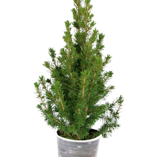 Bakker - Petit sapin de Noël - Picea conica - Plantes d'extérieur