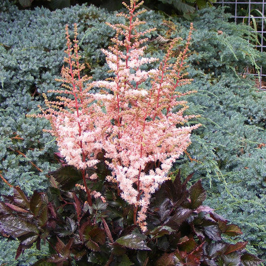 Astilbe Spotlight - Bakker