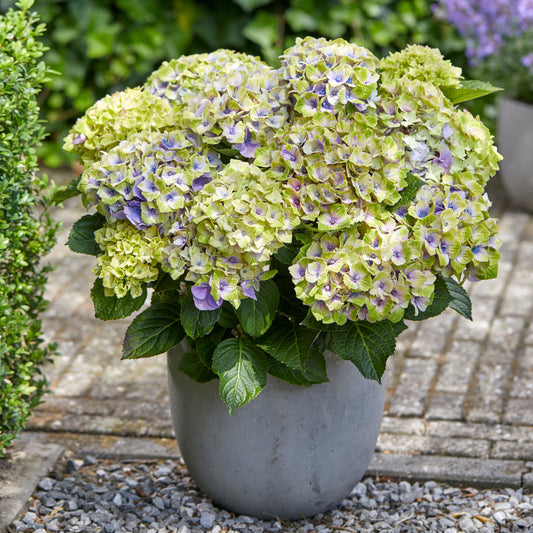 Hortensia 'Jewel' - Bakker
