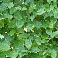 Bakker - Charme commun - Carpinus betulus - Arbustes et vivaces