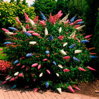Buddleja davidii empire blue, pinkdelight, white - Arbre à papillons 'Tricolor' - Arbre à papillons - Buddleja