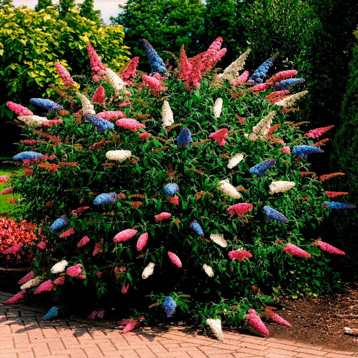 Buddleja davidii empire blue, pinkdelight, white - Arbre à papillons 'Tricolor' - Arbre à papillons - Buddleja