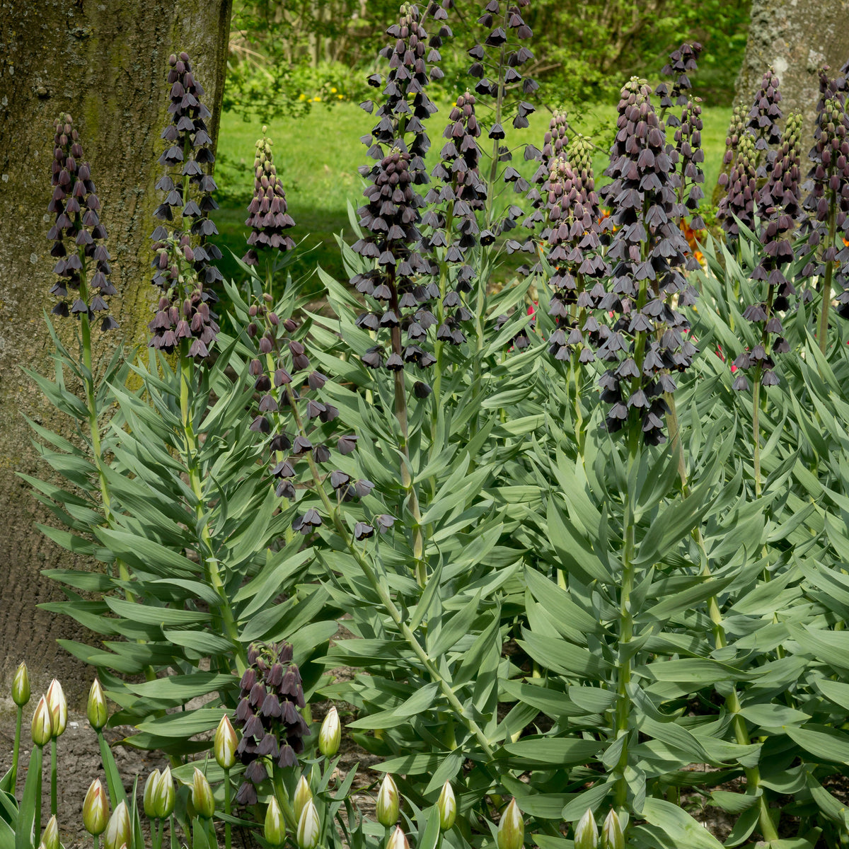 Bulbes de Fritillaria - Fritillaire de Perse - Fritillaria persica