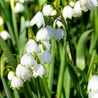 Bakker - 8 Nivéoles d'été - Leucojum aestivum - Bulbes à fleurs