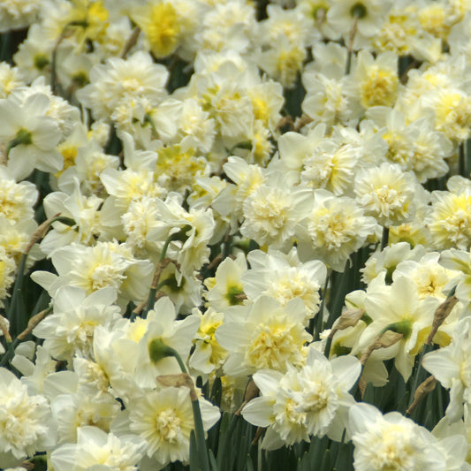 Bakker - 5 Narcisses Ice Kings - Narcissus ice king - Bulbes de printemps