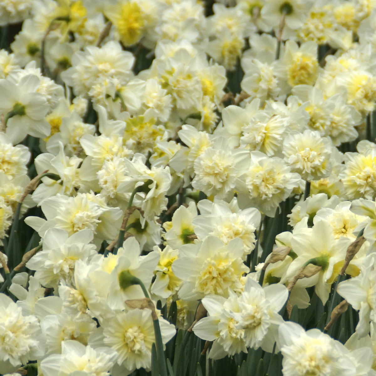 5 Narcisses Ice Kings - Bakker