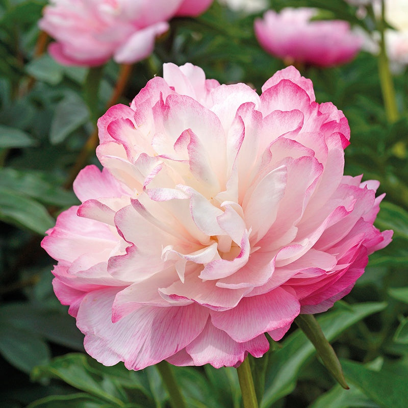 Pivoine Lactiflora Joker - Bakker.com | France