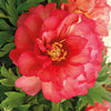 Bakker - Pivoine Itoh Julia Rose - Paeonia itoh hybrid julia rose - Plantes d'extérieur