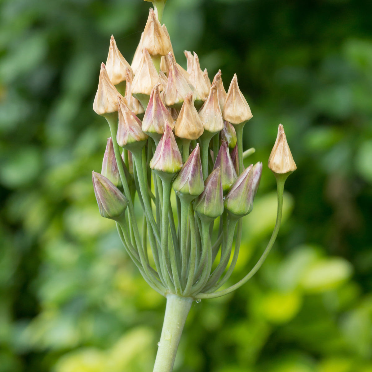 Allium bulgaricum - 15 Alliums de Bulgarie - Bulbes d'Allium