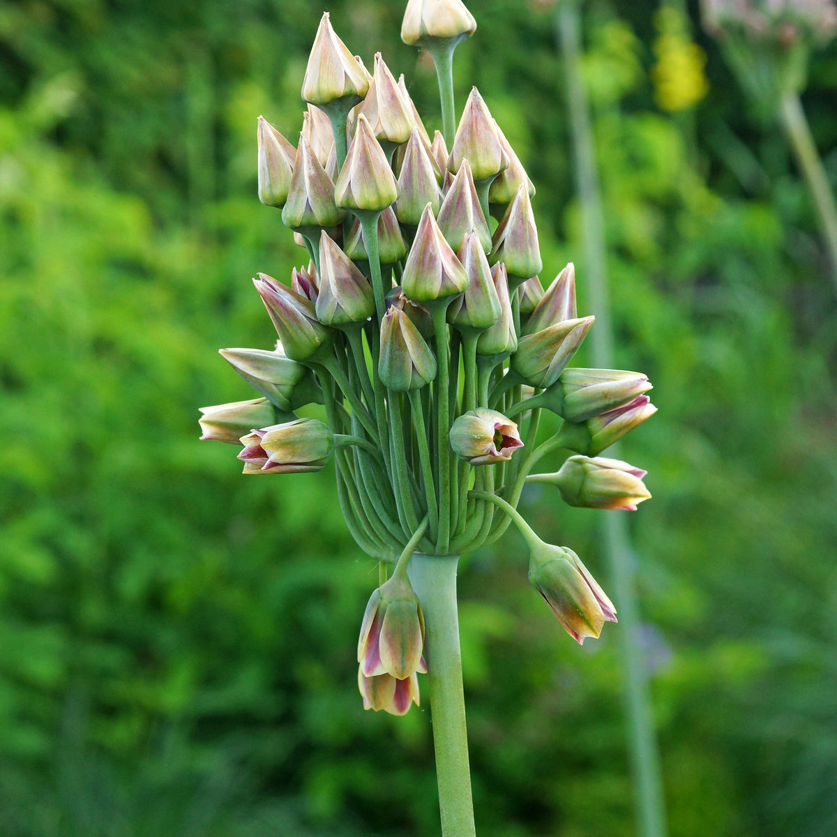 Bulbes d'Allium - 15 Alliums de Bulgarie - Allium bulgaricum