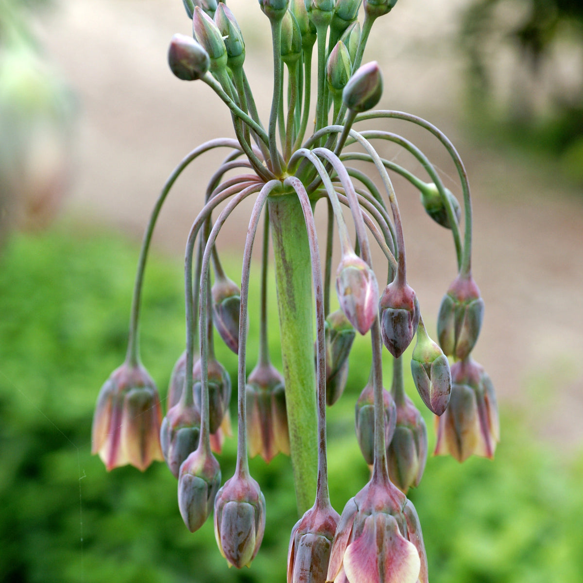 Vente 15 Alliums de Bulgarie - Allium bulgaricum