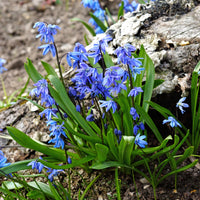 Vente Scille de Sibérie - Scilla siberica