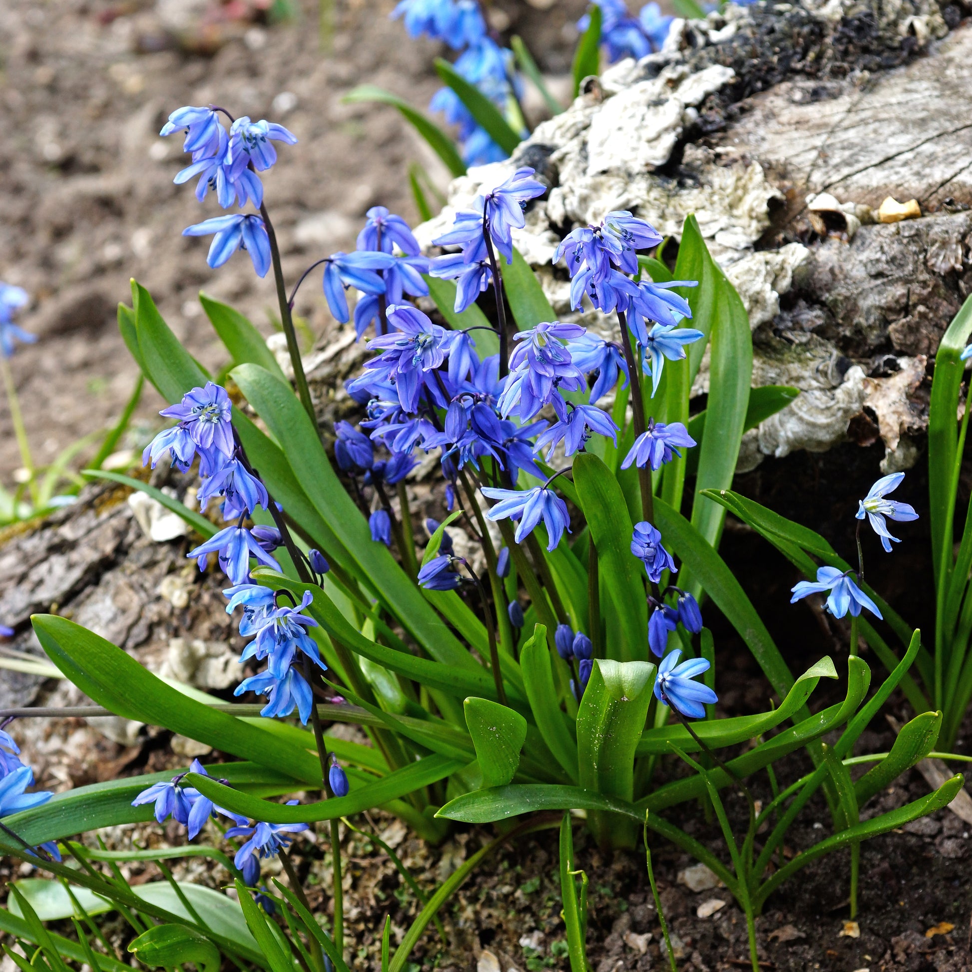 Vente Scille de Sibérie - Scilla siberica