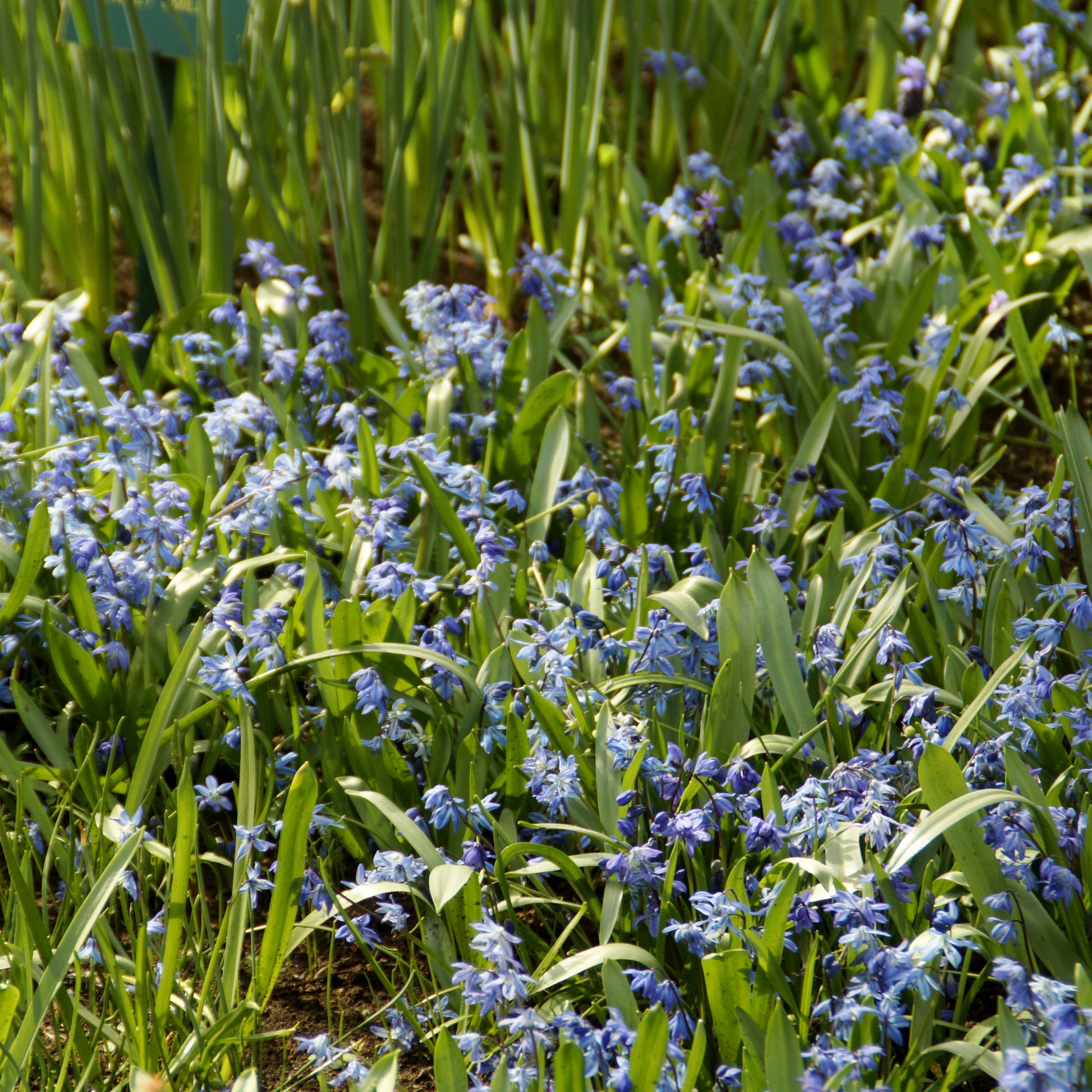 Scille de Sibérie - Bulbes de printemps - Bakker