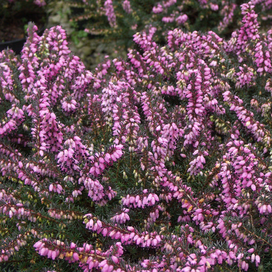 Bruyère d'hiver rose - Bakker.com | France