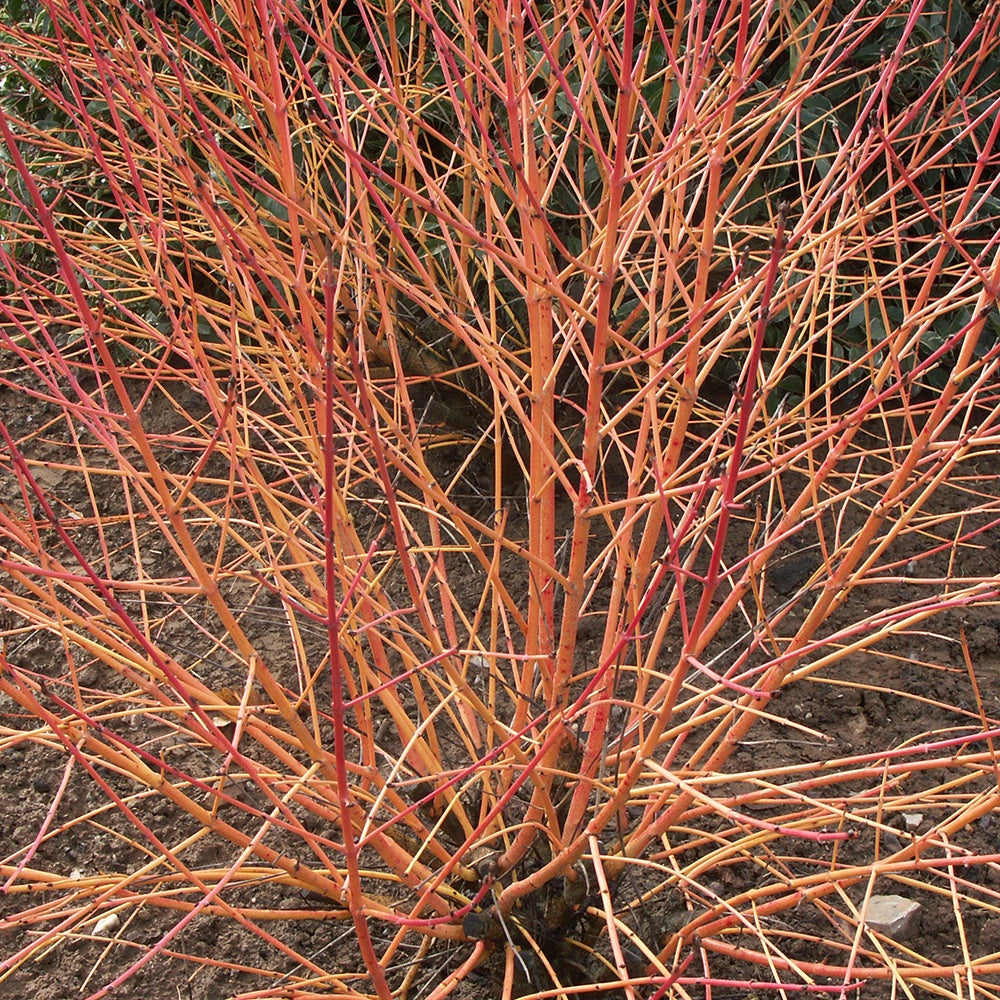 Arbustes - Cornouiller fluo Winter Flame - Cornus sanguinea winter flame ® ‘anny’