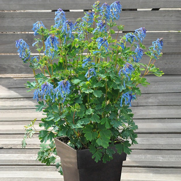 Bakker - Corydalis Blue Line ® Couriblue - Corydalis x blue line ® ‘couriblue’ - Vivaces fleuries