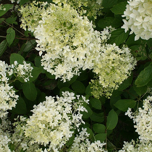 Hortensia paniculata - Hortensia paniculé Dentelle de Gorron ® - Hydrangea paniculata dentelle de gorron ® 'rencri'