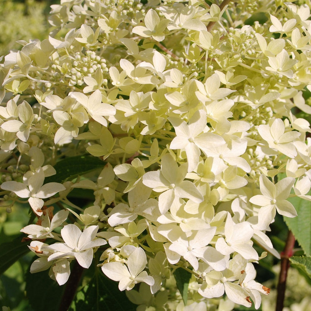Hydrangea paniculata dentelle de gorron ® 'rencri' - Hortensia paniculé Dentelle de Gorron ® - Hortensia paniculata