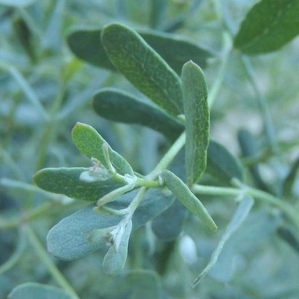 Eucalyptus gunnii France Bleu ® rengun - Eucalyptus gunnii France Bleu ® Rengun - Eucalyptus