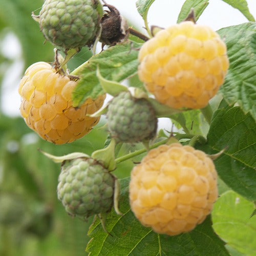 Framboisier remontant Fallgold - Rubus idaeus Fallgold - Bakker