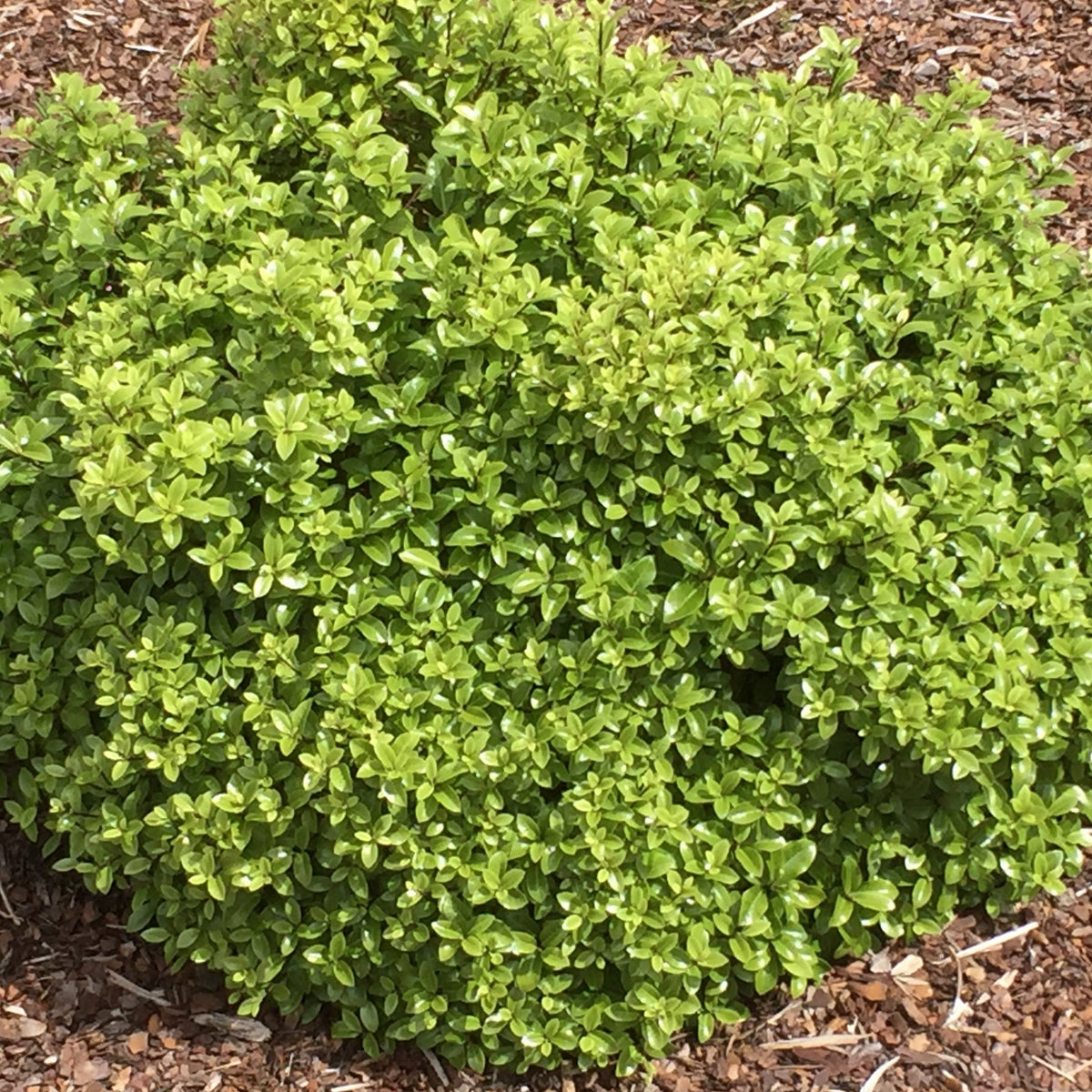 Pittosporum Golf Ball - Pittosporum tenuifolium ‘golf ball’ - Bakker