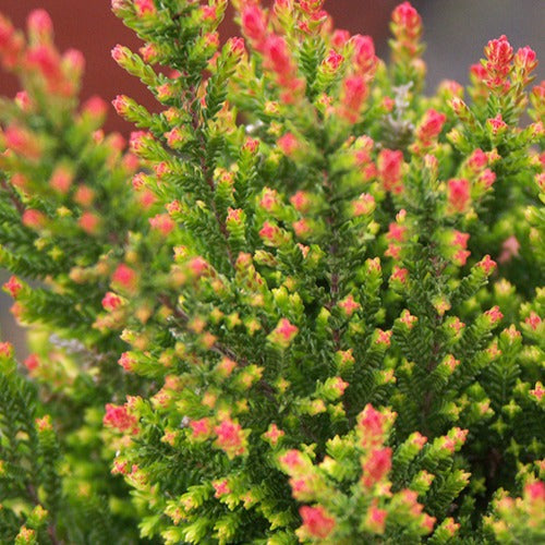 Calluna vulgaris Spring Torch - Bruyère d'été Spring Torch - Campanules