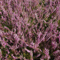 Bruyère d'été Marlies - Calluna vulgaris marlies - Bakker
