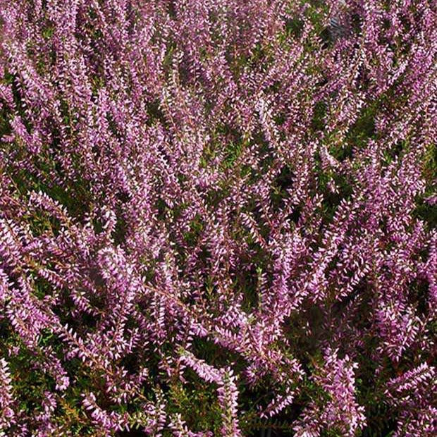 Bruyères - Bruyère d'été Marlies - Calluna vulgaris marlies