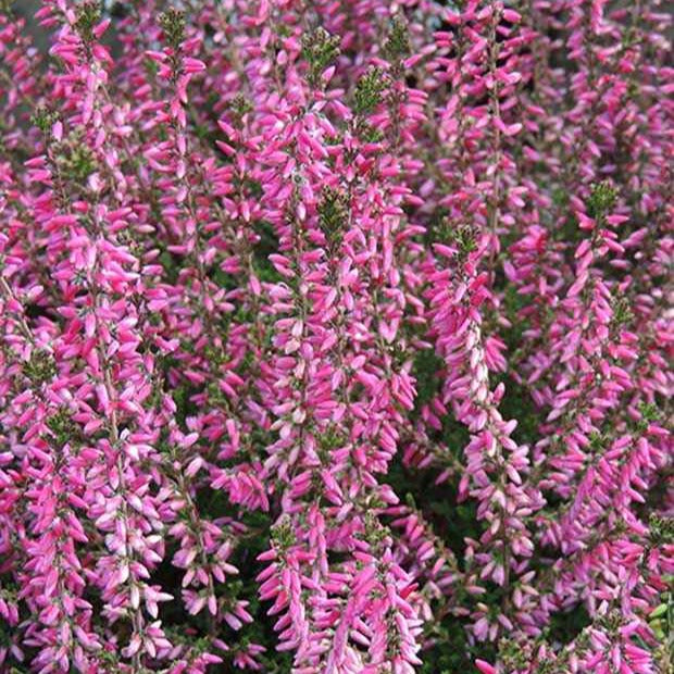 Calluna vulgaris marlies - Bruyère d'été Marlies - Bruyères