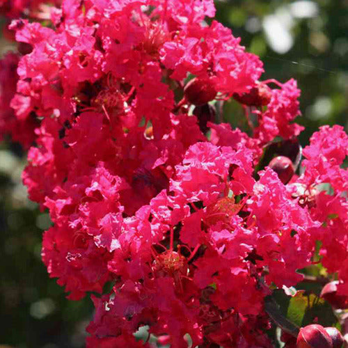 Lilas des Indes Lilas d'été Petite Red - Bakker