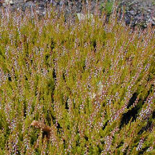 Bakker - Bruyère d'été Cuprea Callune cuivrée - Calluna vulgaris cuprea - Terrasses et balcons