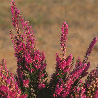 Calluna vulgaris darkness - Bruyère d'été Darkness Callune Darkness - Bruyères