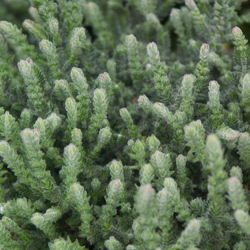 Calluna vulgaris Silver Knight - Bruyère d'été Silver Knight - Campanules