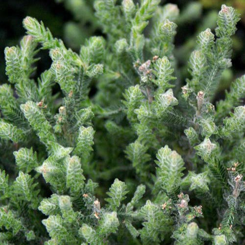 Bruyère d'été Silver Knight - Calluna vulgaris Silver Knight - Bakker