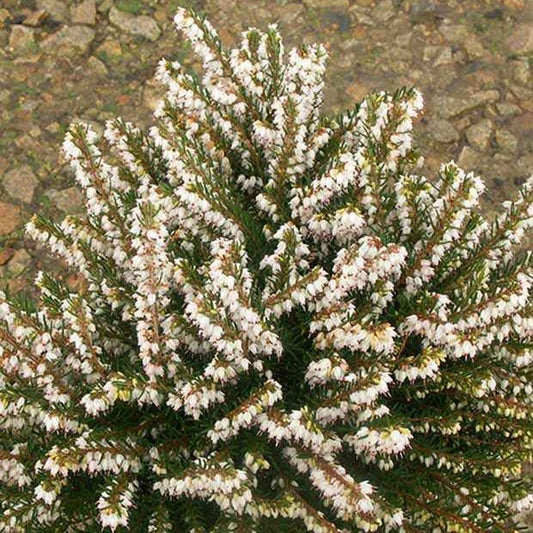 Bruyère d'hiver White Glow - Bakker