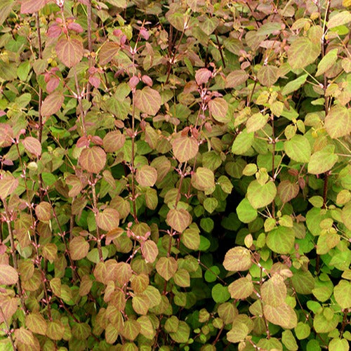 Bakker - Arbre au caramel Katsura - Cercidiphyllum japonicum - Plantes d'extérieur