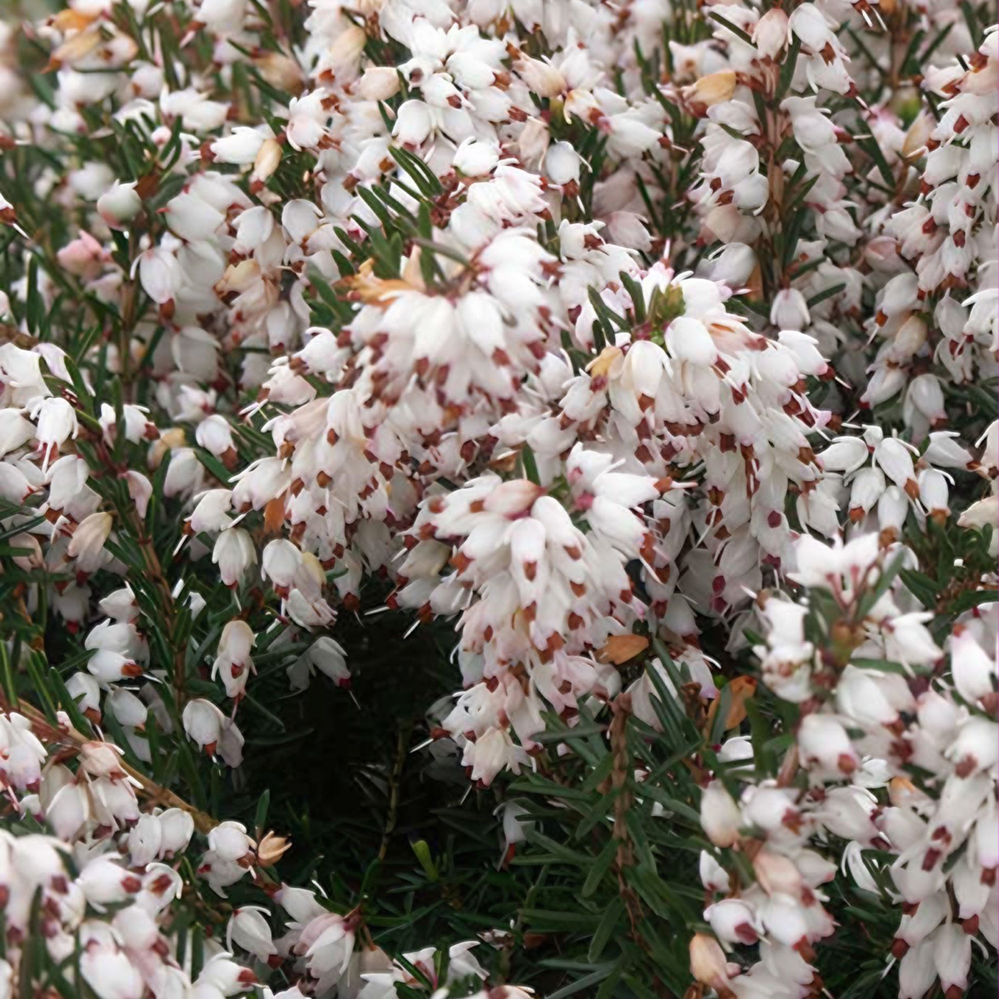 Bruyère d'hiver Silberschmelze - Bakker