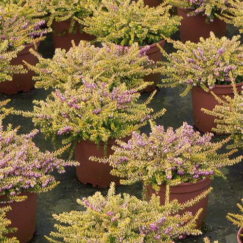 Bruyère d'hiver Eva Gold - Erica darleyensis eva gold - Bakker