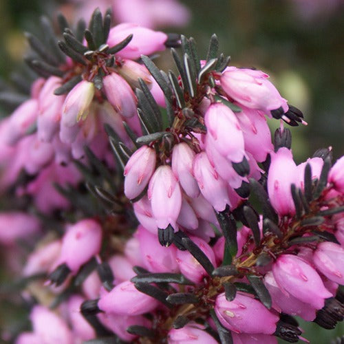 Bruyères - Bruyère d'hiver Lucie - Erica darleyensis Winter Belles ® Lucie